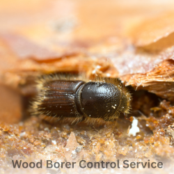 Wood Borer